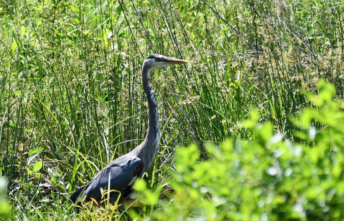 Great Blue Heron - ML619457873