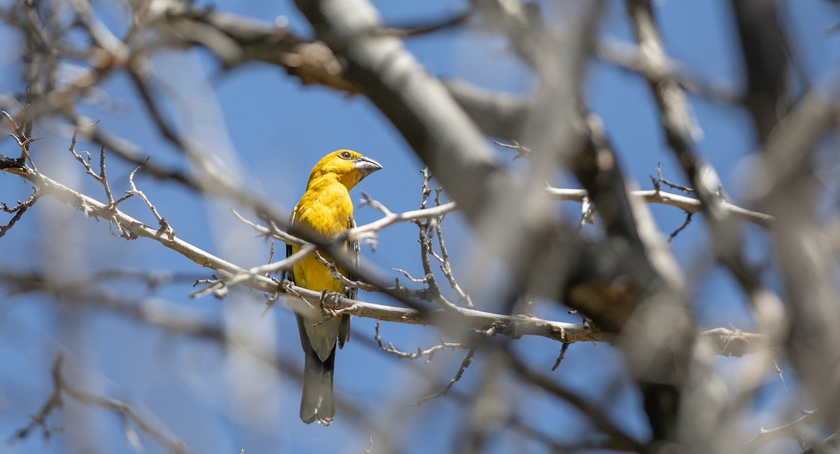 Yellow Grosbeak - Michael Sadat