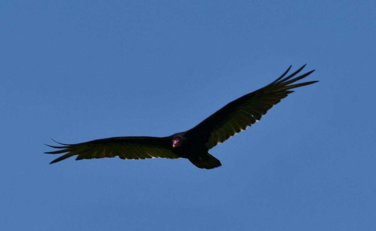 Turkey Vulture - ML619457881