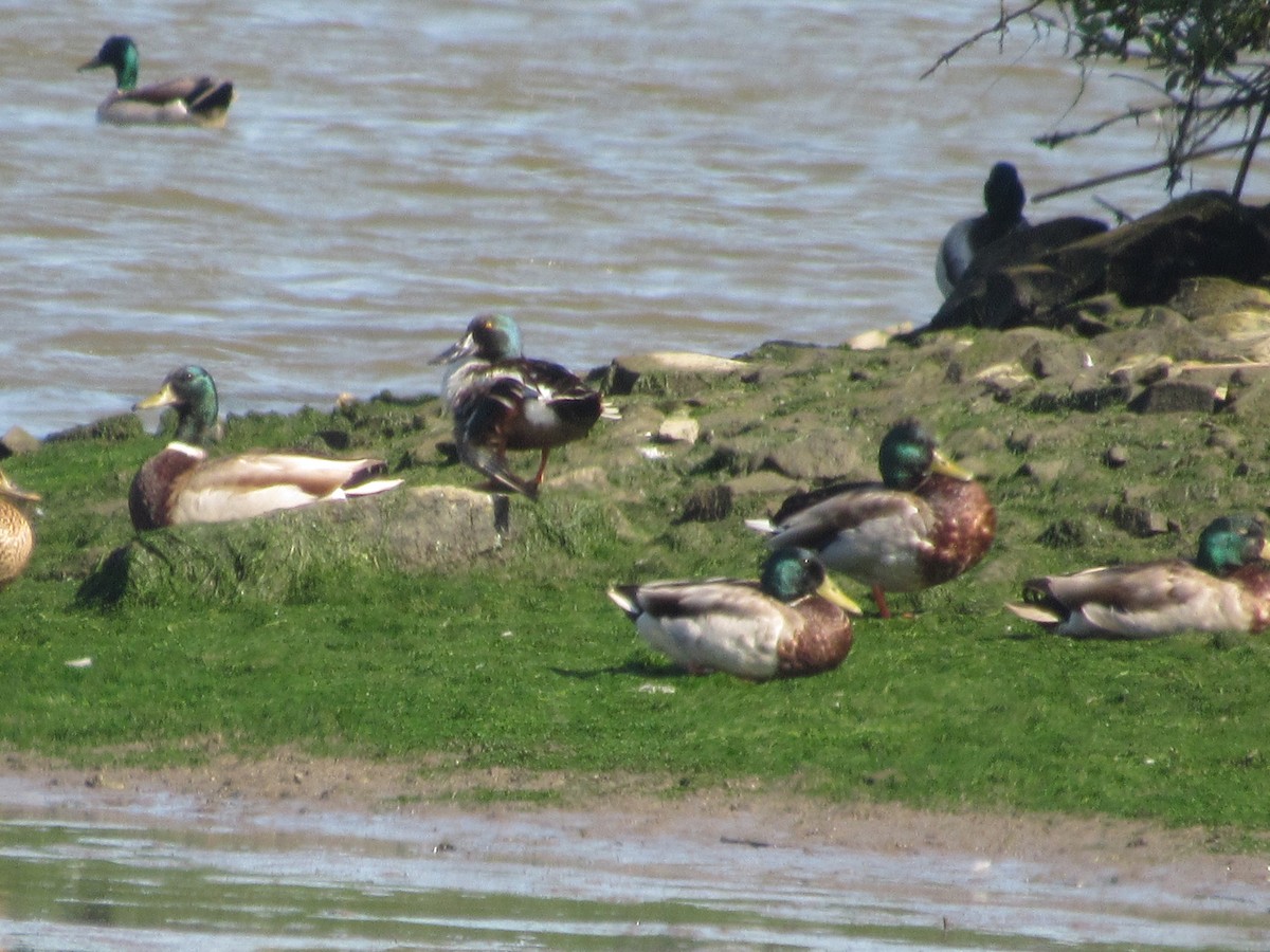 Northern Shoveler - John Coyle