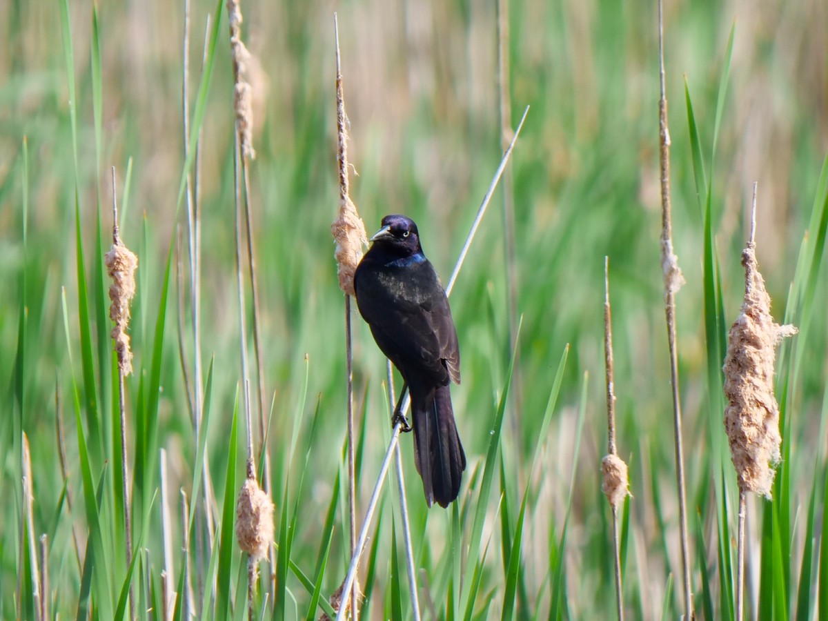 Common Grackle - Lucas Cuffaro