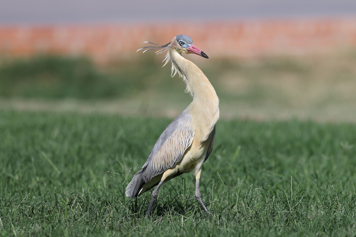 Whistling Heron - Hubert Stelmach