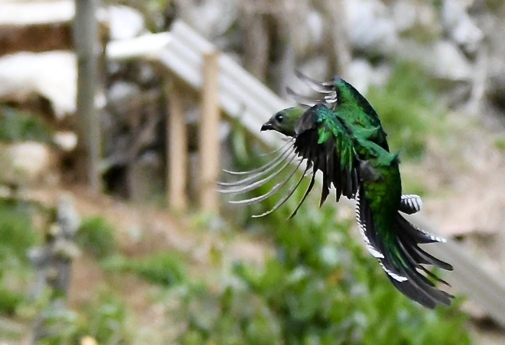 Resplendent Quetzal - ML619457897