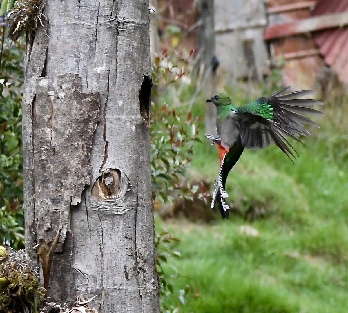 Resplendent Quetzal - ML619457899