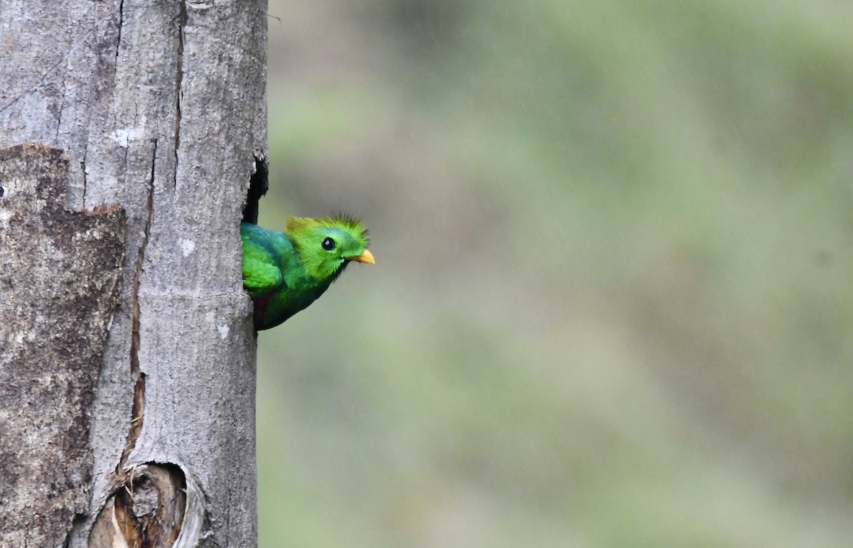 Resplendent Quetzal - ML619457902