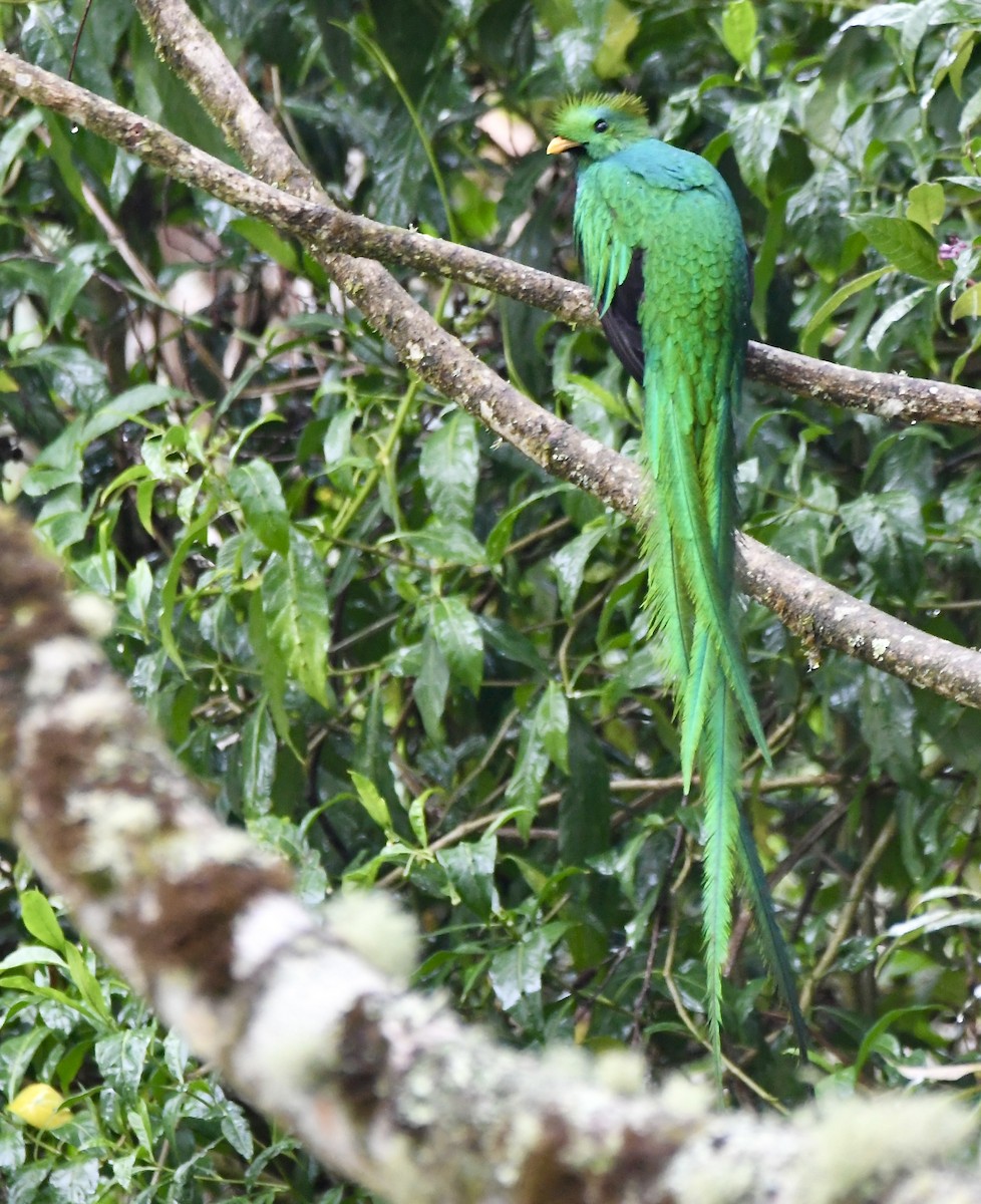 Resplendent Quetzal - ML619457903