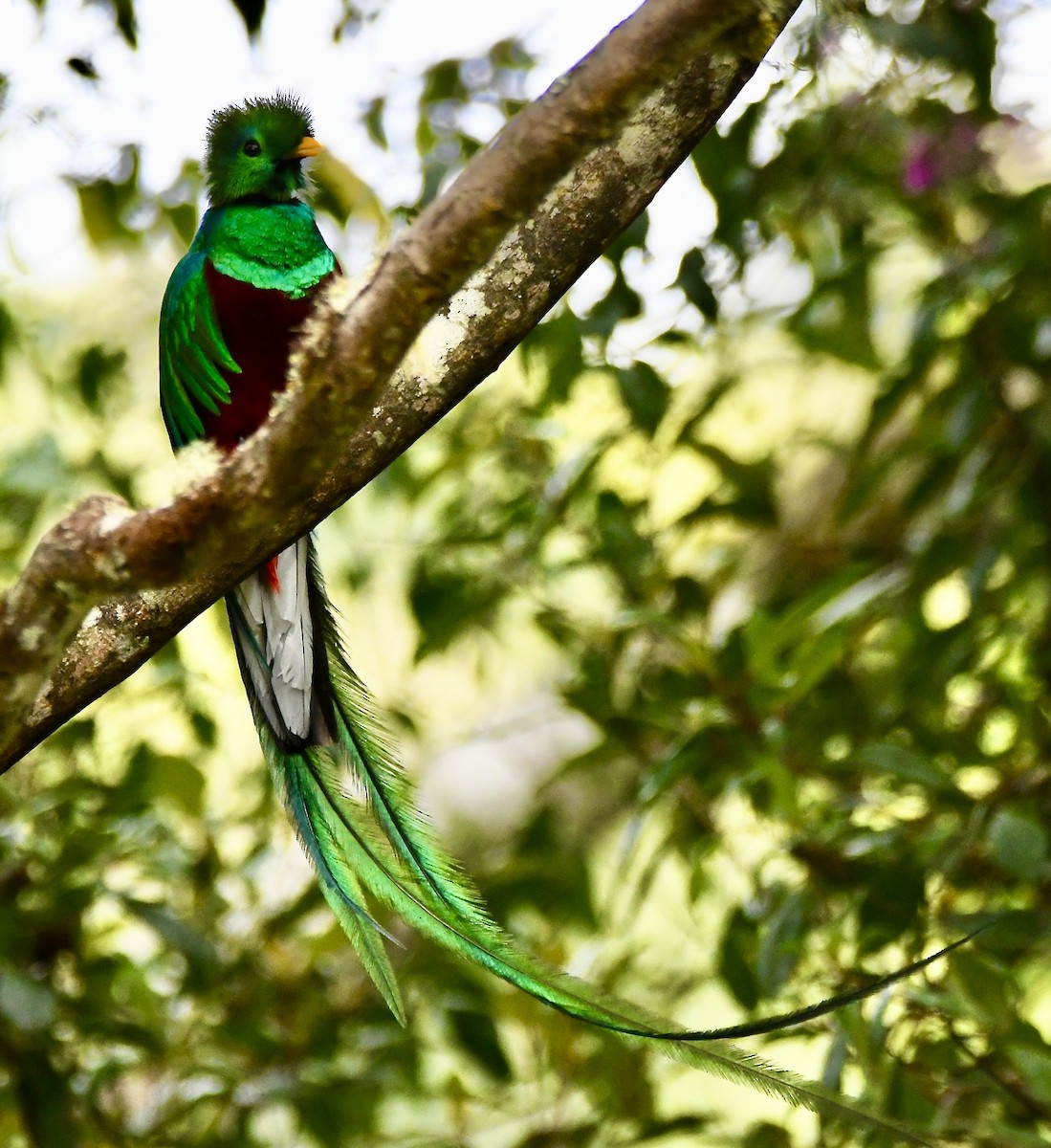Resplendent Quetzal - mark perry