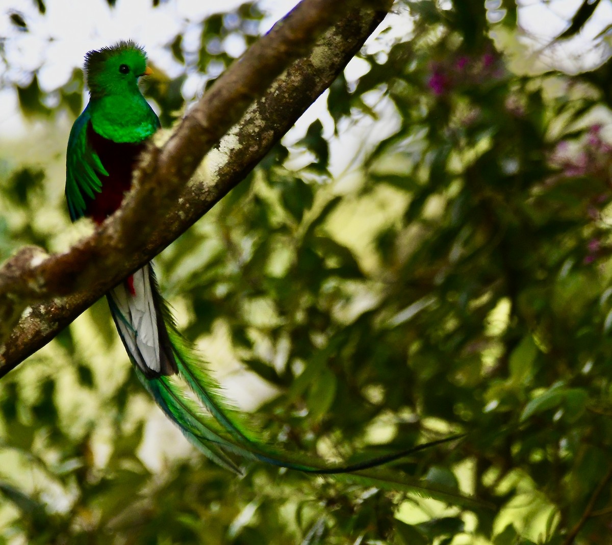 Resplendent Quetzal - mark perry