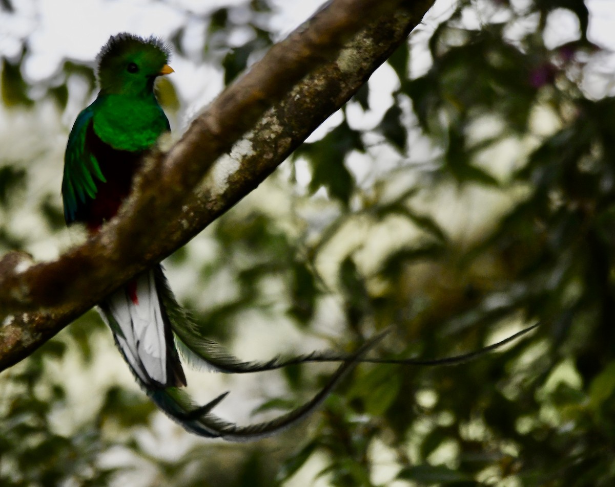 Resplendent Quetzal - ML619457906