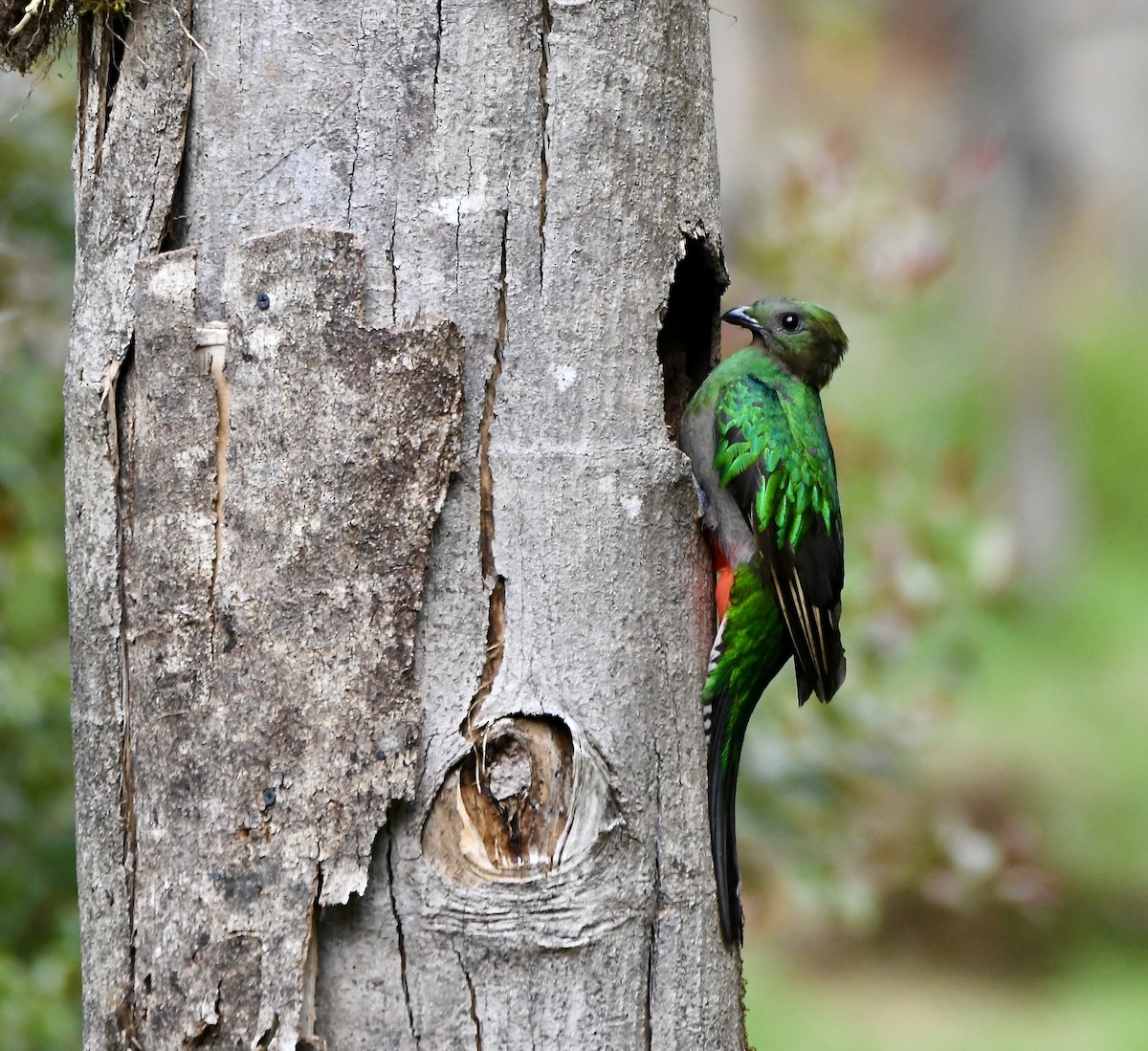 Resplendent Quetzal - ML619457907