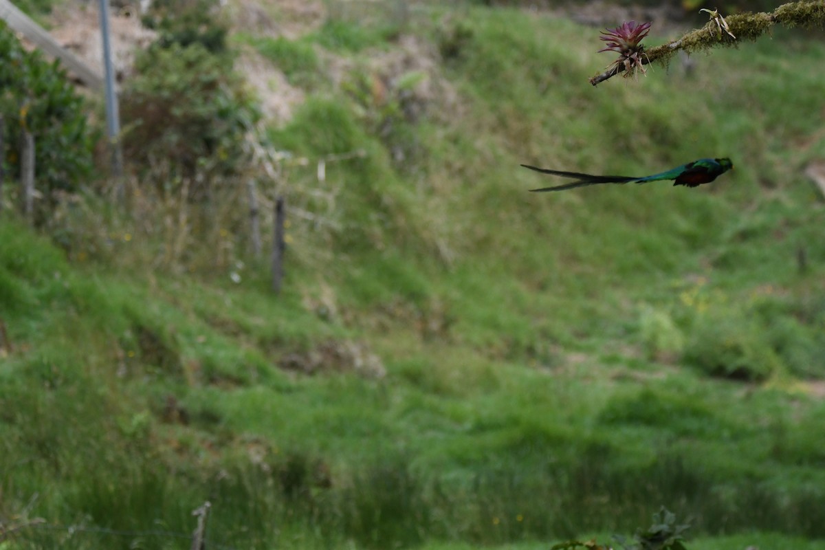 Resplendent Quetzal - ML619457913