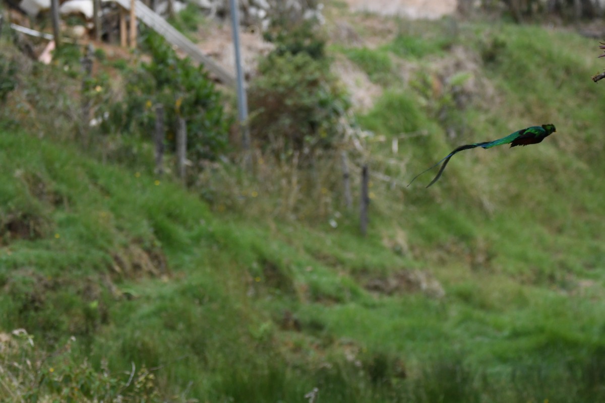 Resplendent Quetzal - ML619457916