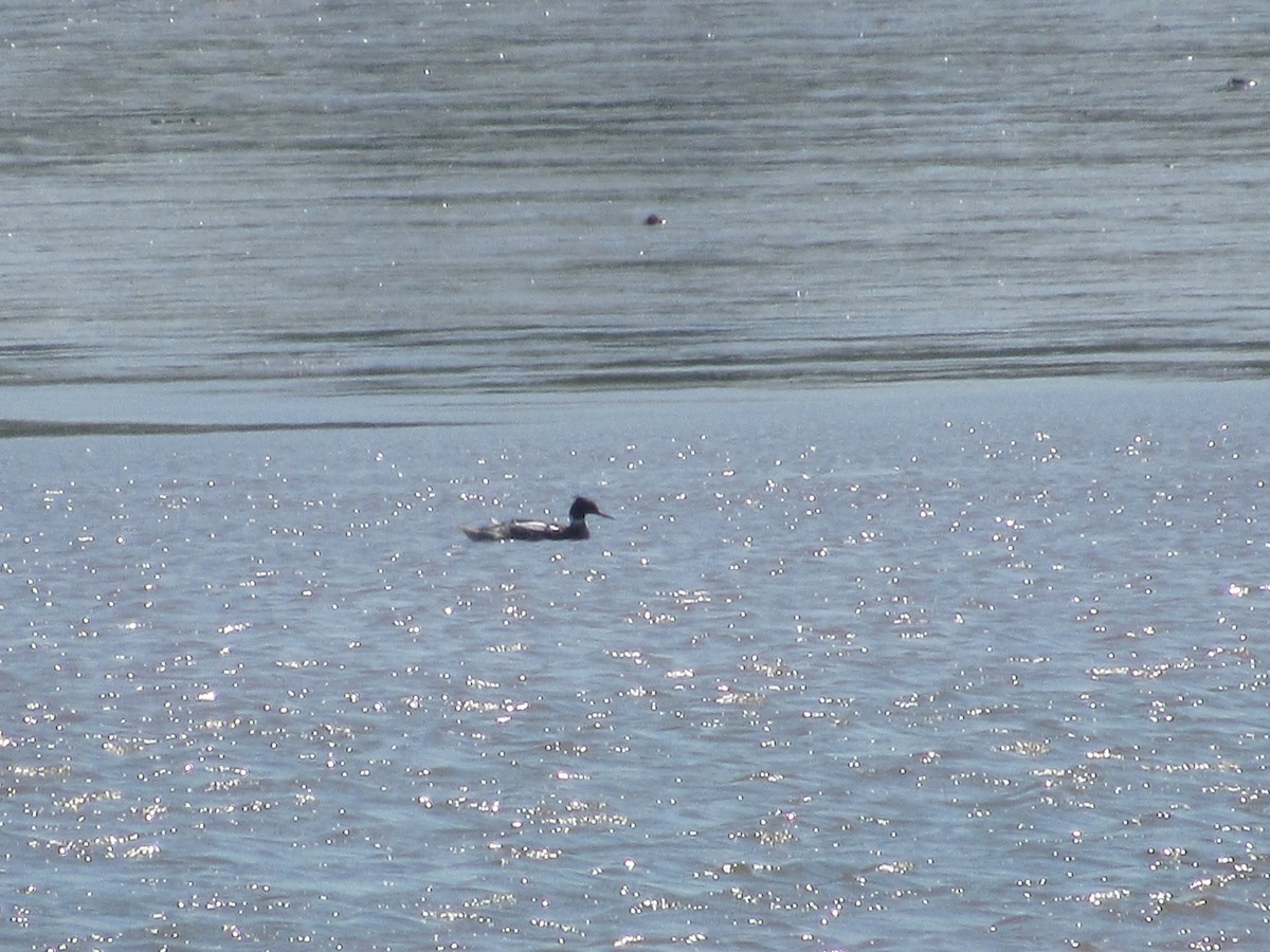 Red-breasted Merganser - John Coyle