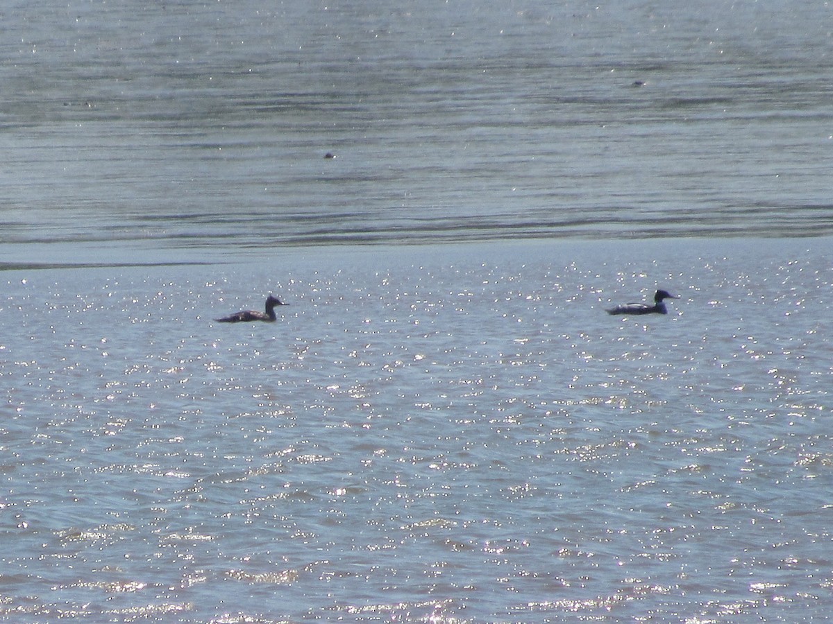 Red-breasted Merganser - John Coyle