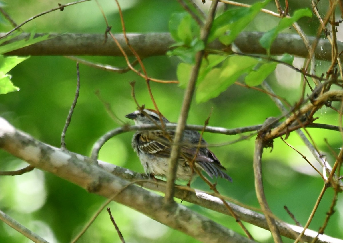 Chipping Sparrow - Michael Kendrick