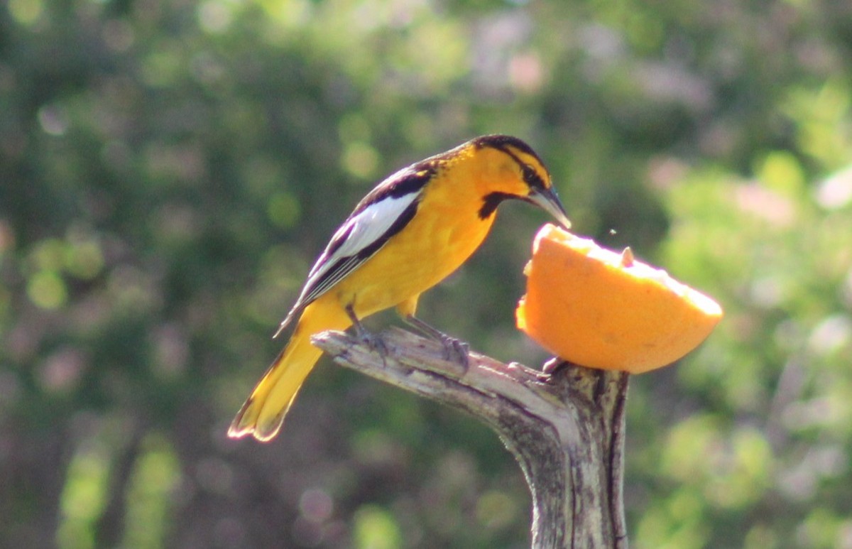 Bullock's Oriole - Bill McIver