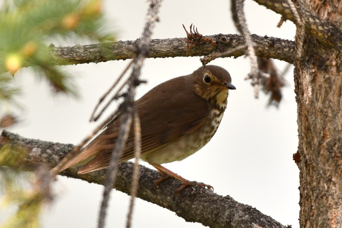 Swainson's Thrush - ML619457928