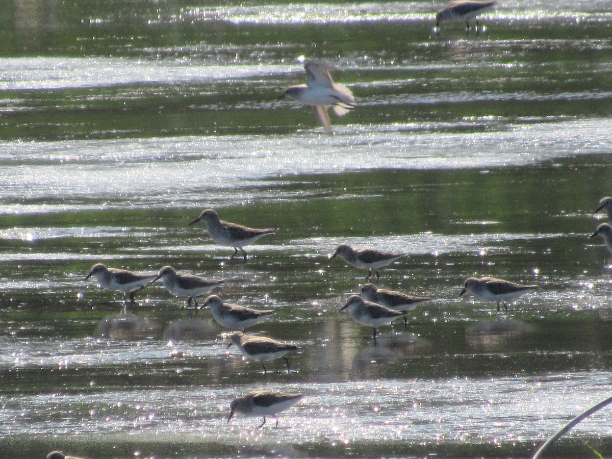 White-rumped Sandpiper - John Coyle