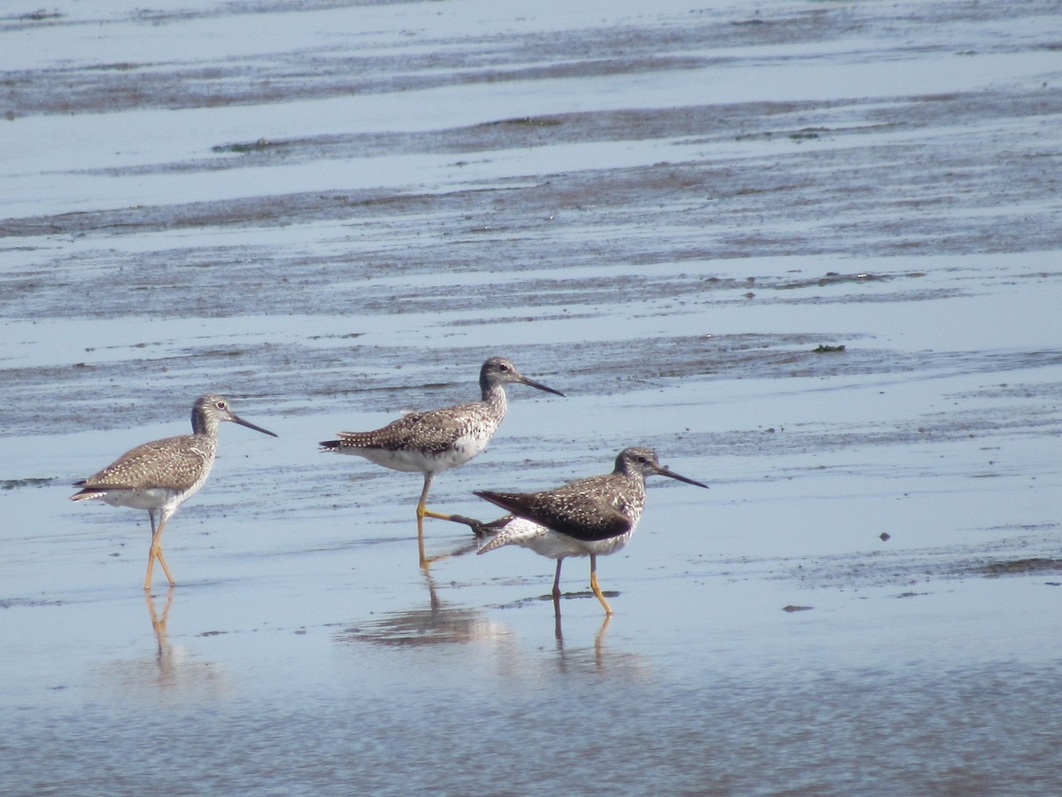 Greater Yellowlegs - ML619457941