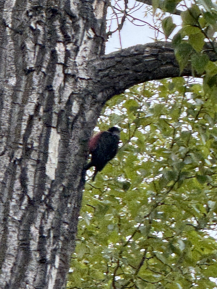 Lewis's Woodpecker - Keith Miles