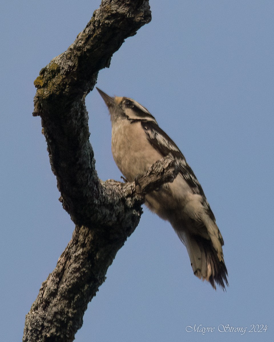 Downy Woodpecker - ML619457945