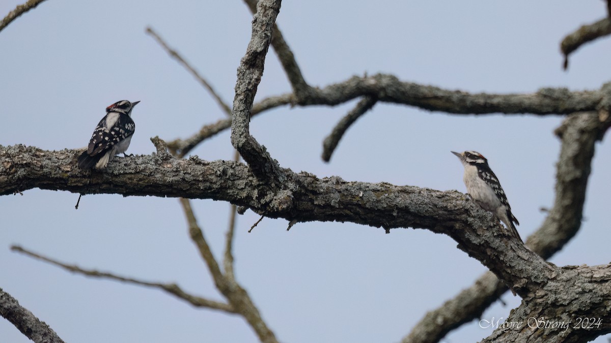 Downy Woodpecker - ML619457949