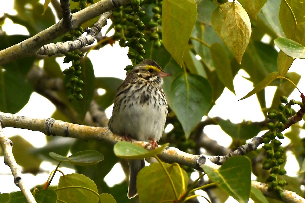 Savannah Sparrow - Ausilia Piperni