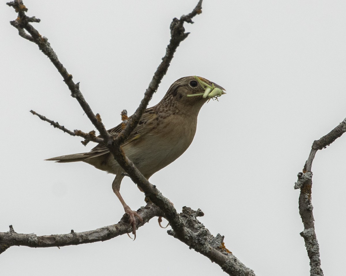 Grasshopper Sparrow - ML619457960