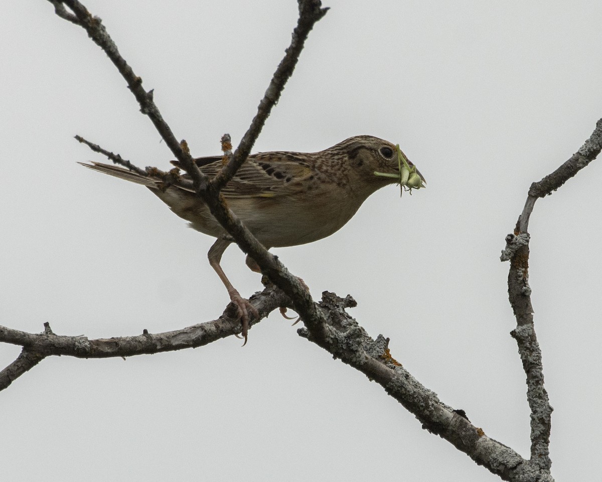 Grasshopper Sparrow - ML619457961