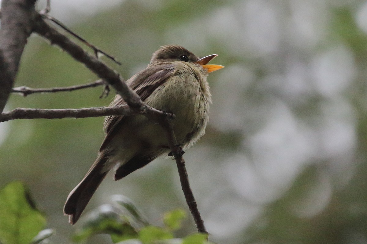 Western Flycatcher (Pacific-slope) - Jeffrey Fenwick