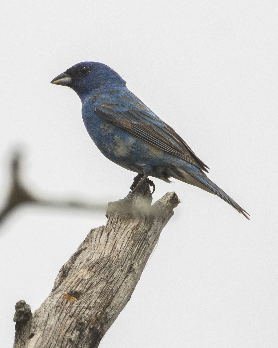 Indigo Bunting - Daniel Kelch