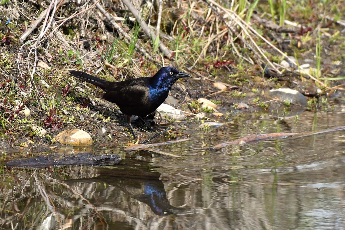 Common Grackle - Ausilia Piperni