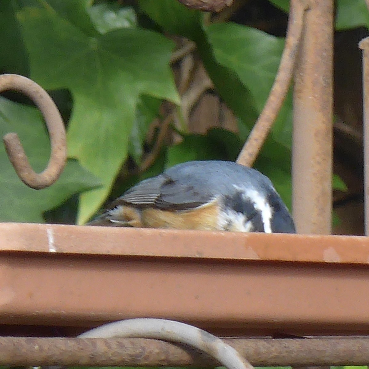 Red-breasted Nuthatch - Anonymous
