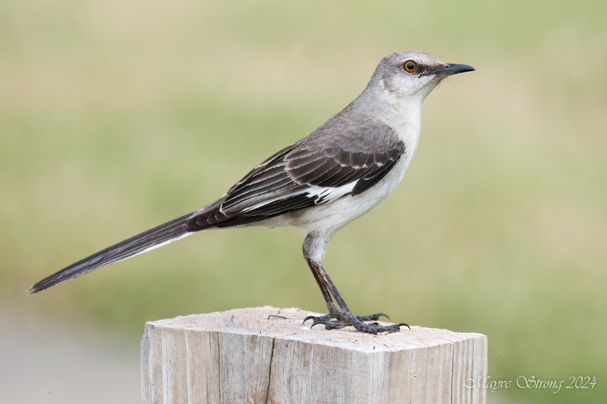 Northern Mockingbird - Mayve Strong