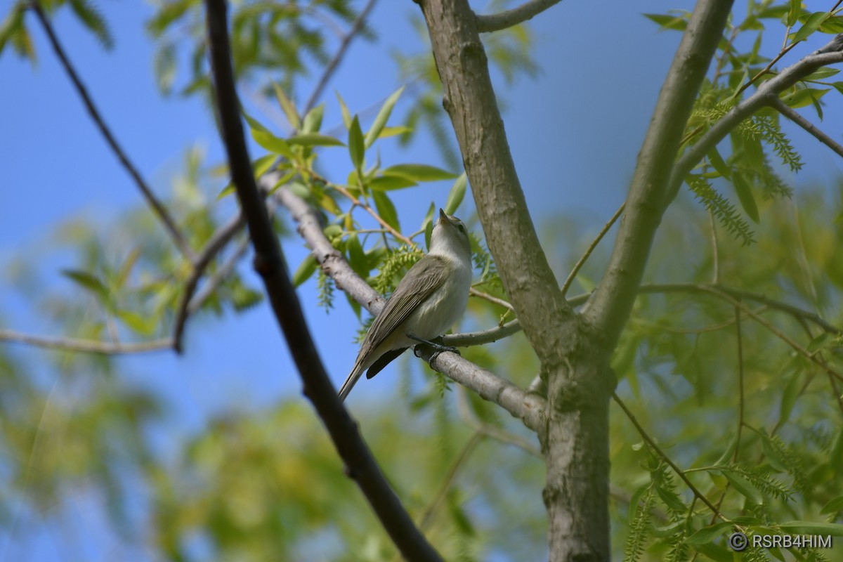 Warbling Vireo - Russ Boushon  💙🐦🦉🦅