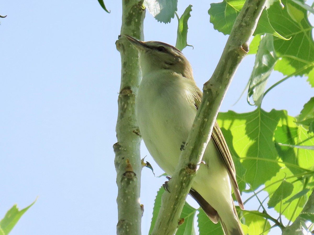 Red-eyed Vireo - Greg Vassilopoulos