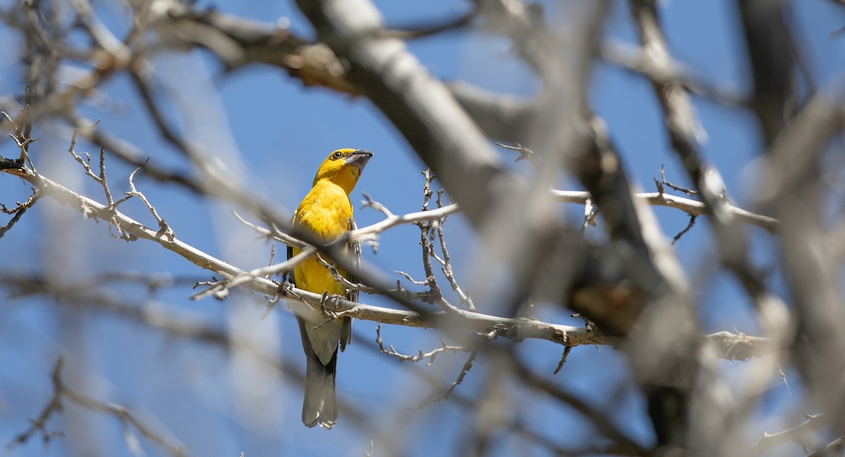 Yellow Grosbeak - Michael Sadat