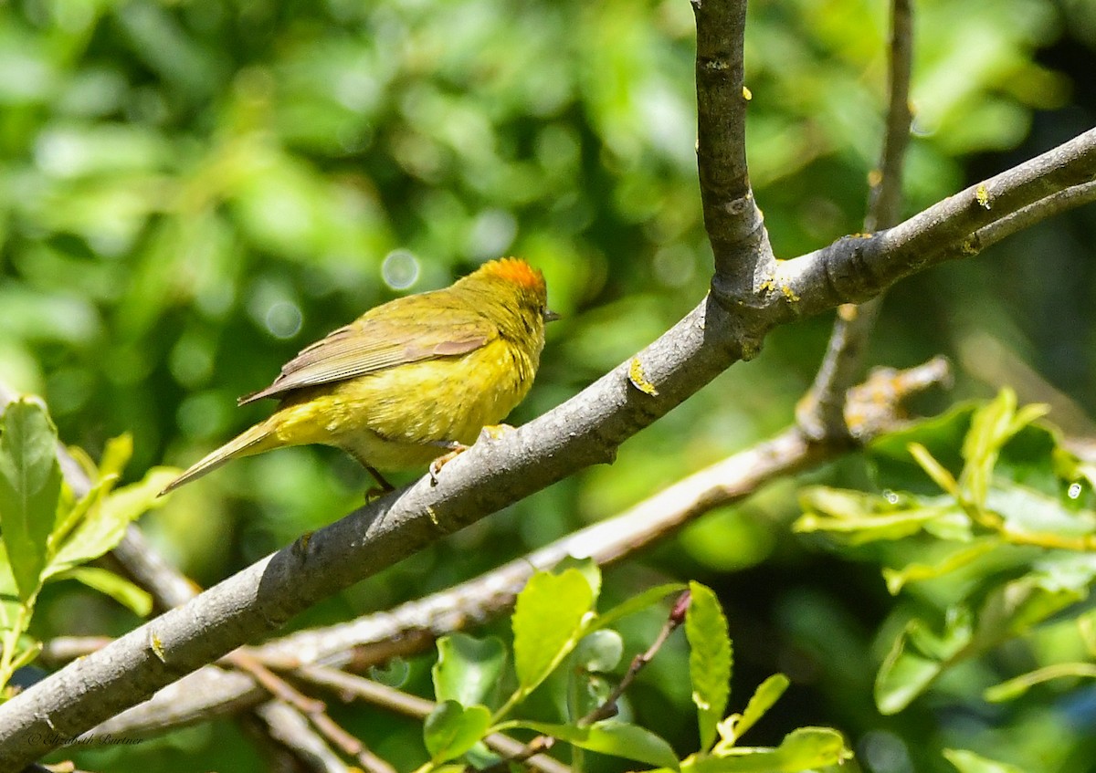 Orange-crowned Warbler - Libby Burtner