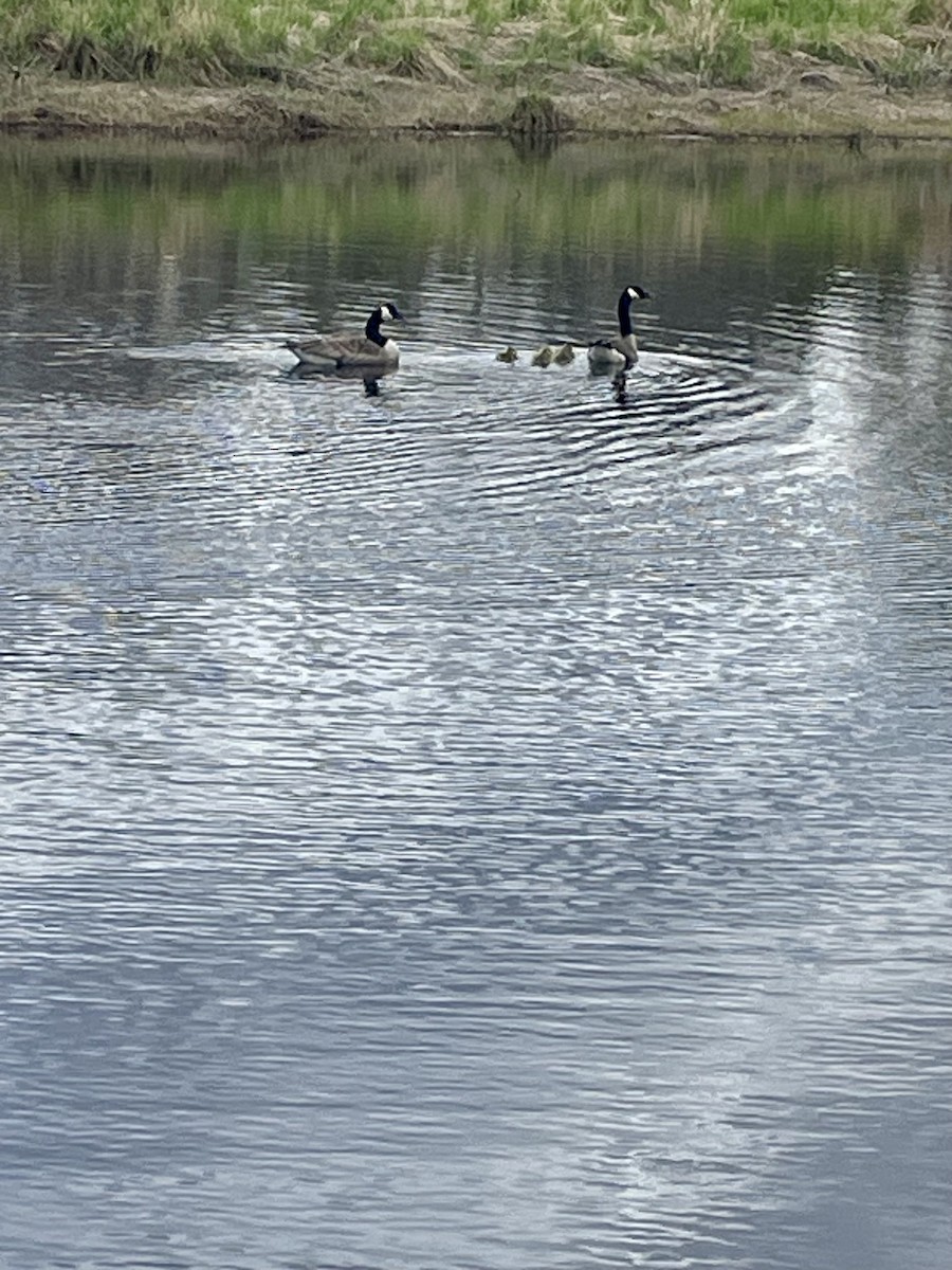 Canada Goose - ML619458018