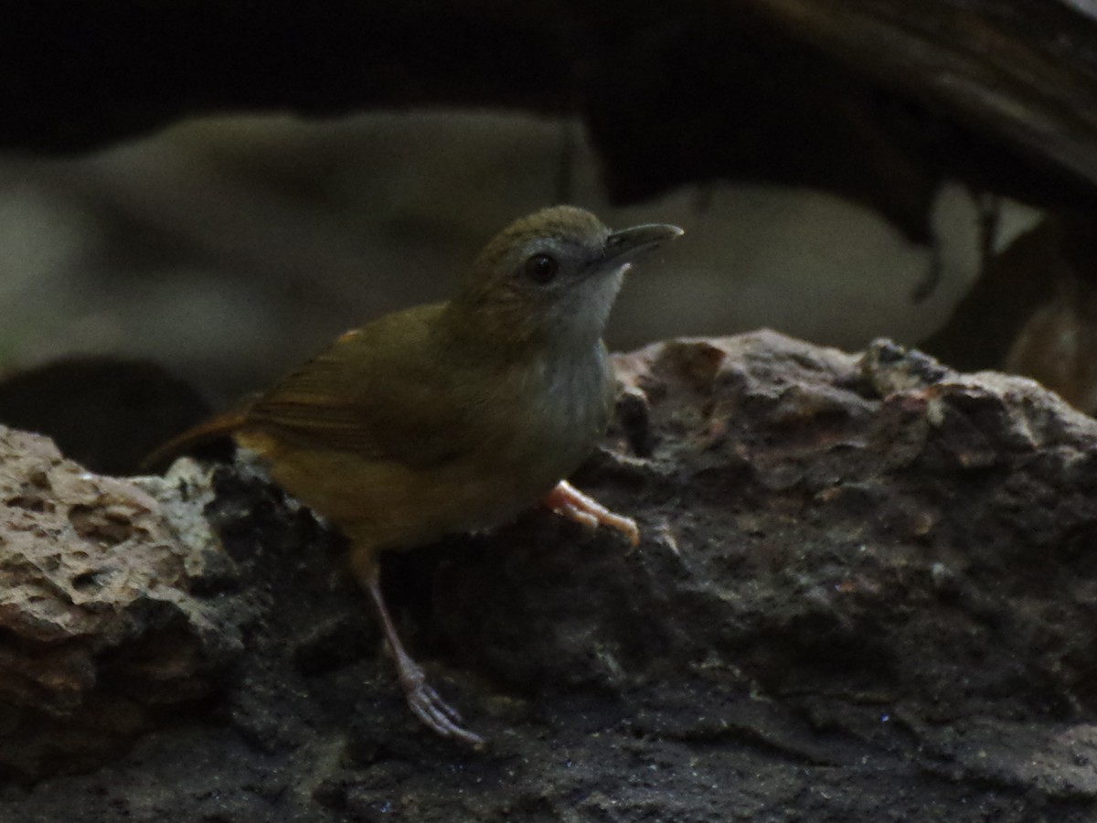 Abbott's Babbler - Volkov Sergey