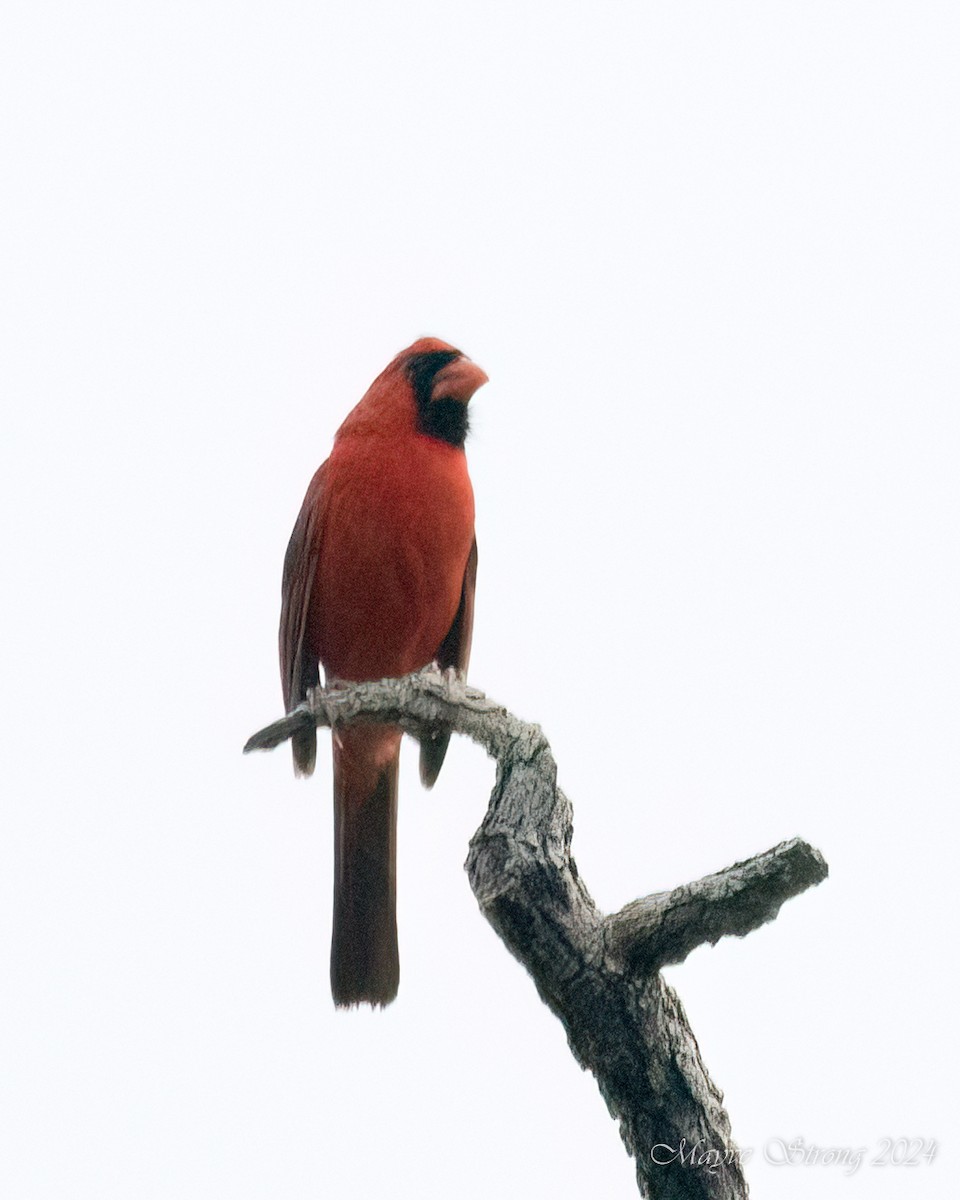 Cardinal rouge - ML619458028