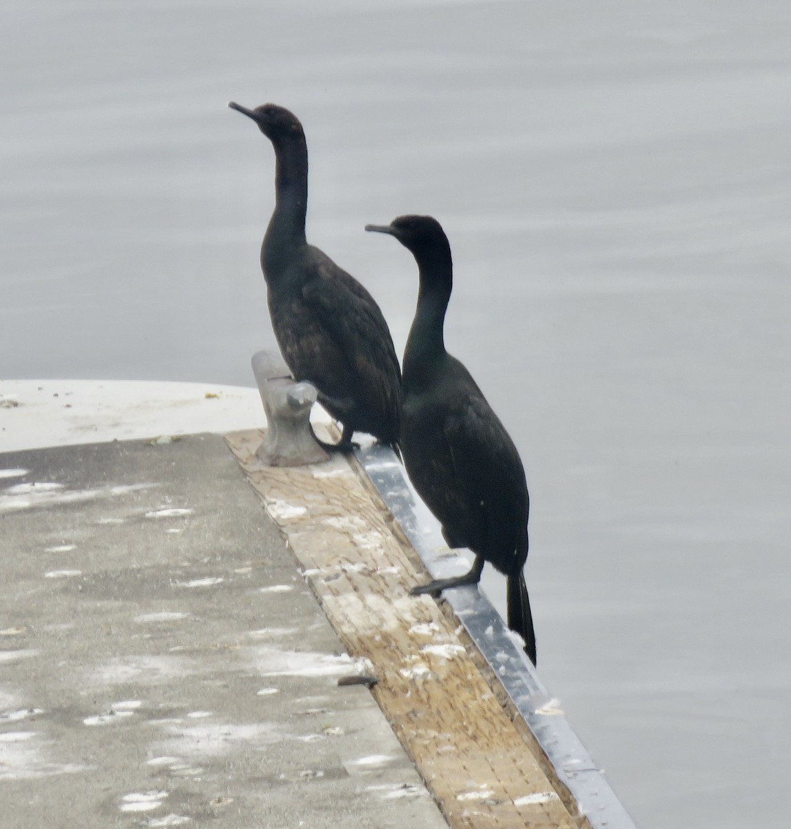 Pelagic Cormorant - Richard  Barth