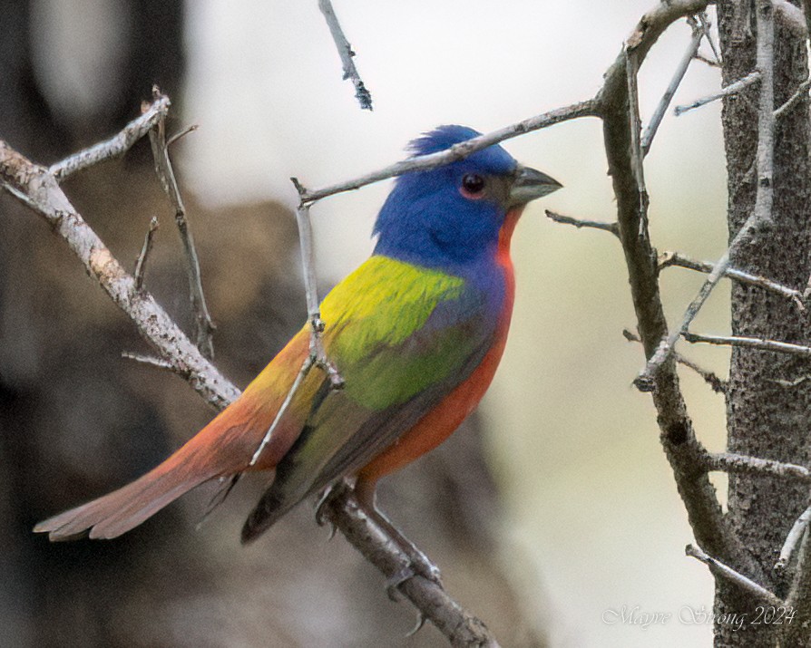 Painted Bunting - ML619458046