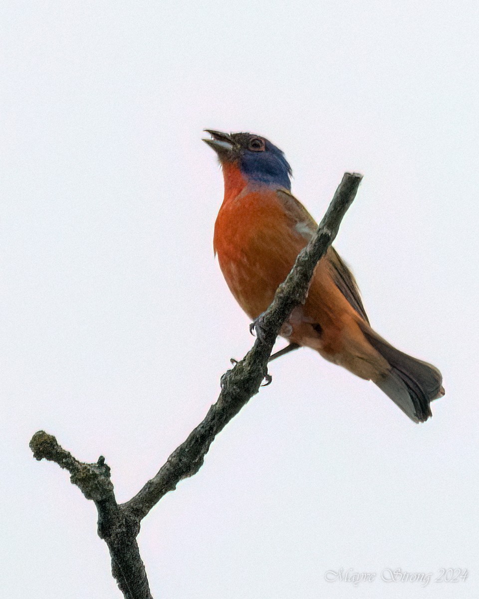 Painted Bunting - ML619458047