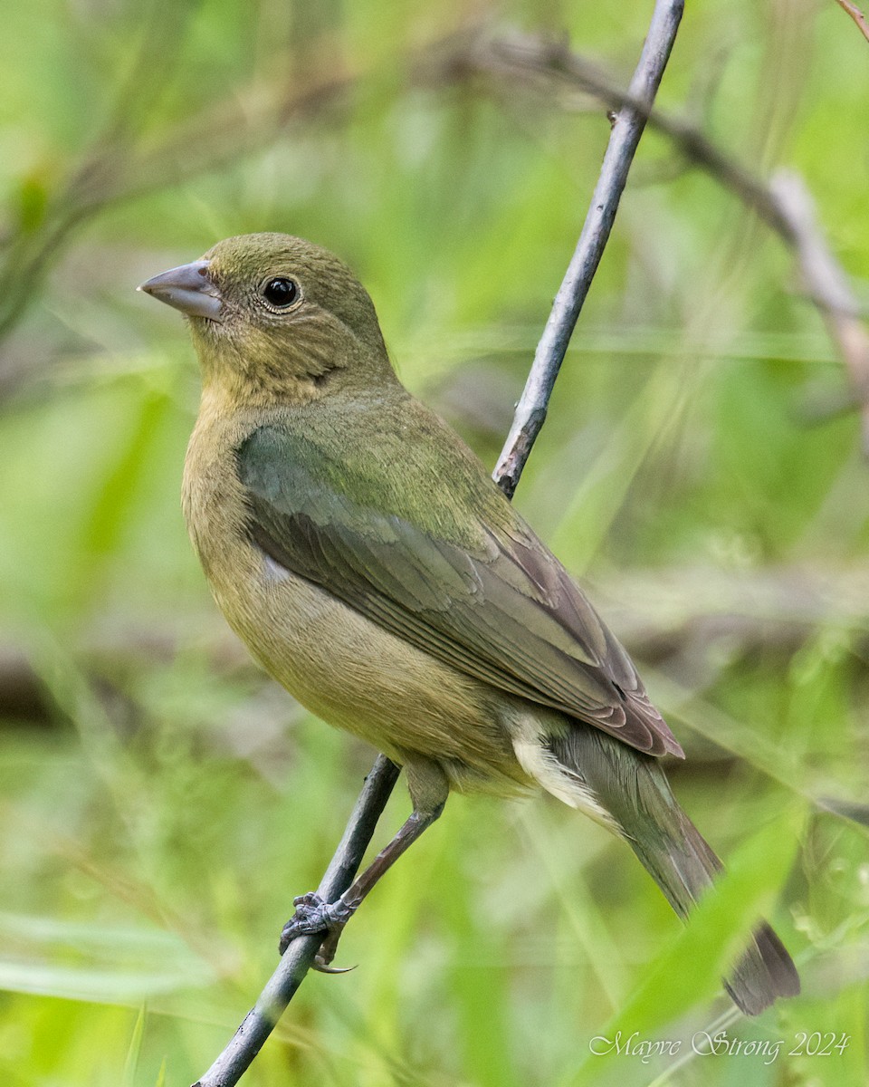 Painted Bunting - ML619458048