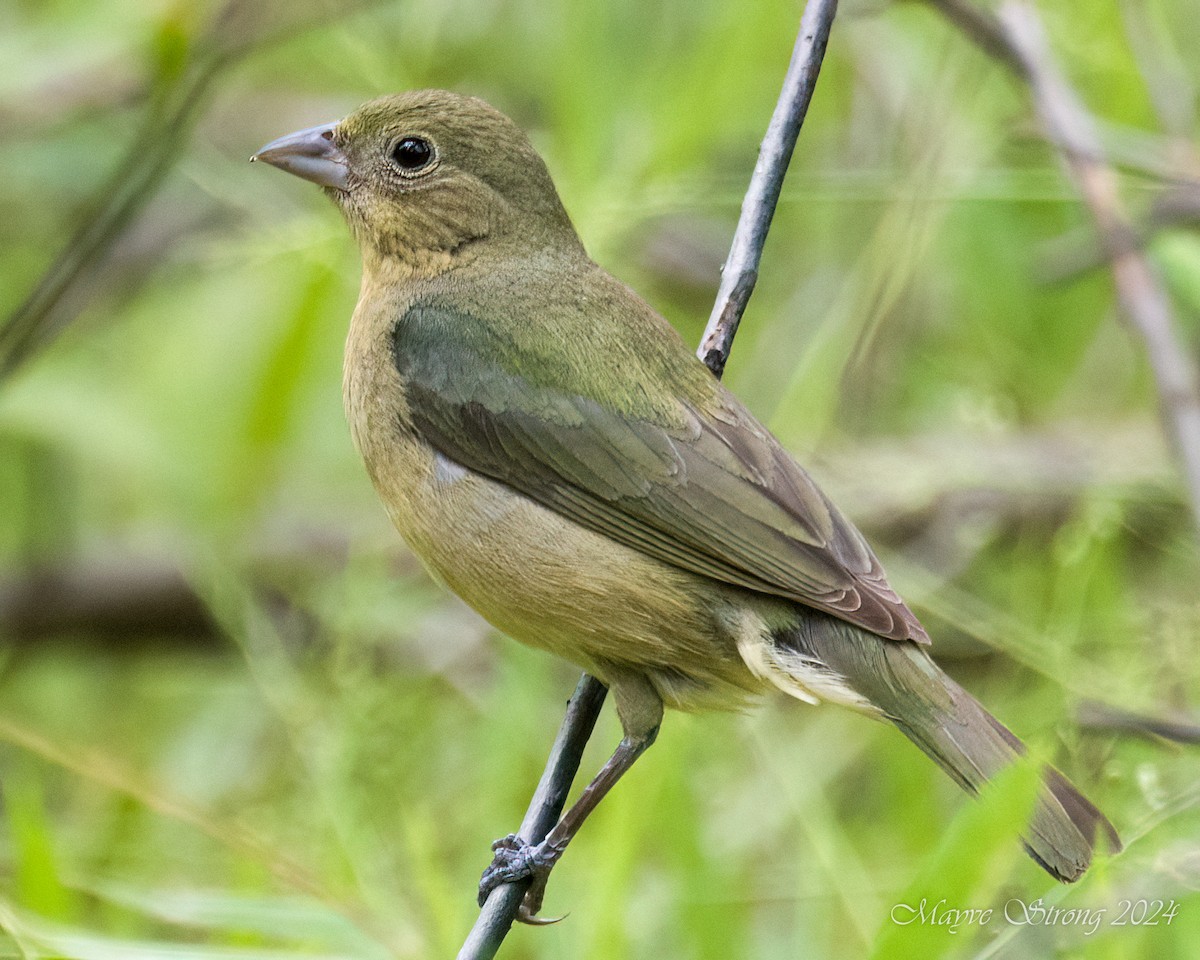 Painted Bunting - ML619458049