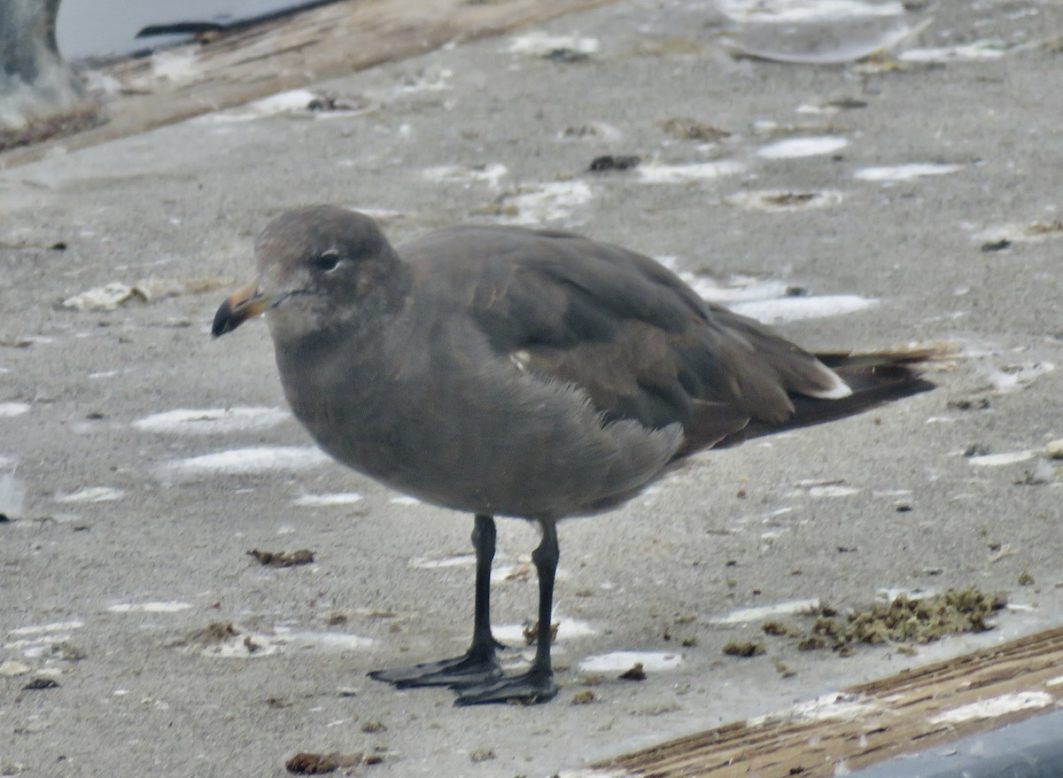 Heermann's Gull - Richard  Barth