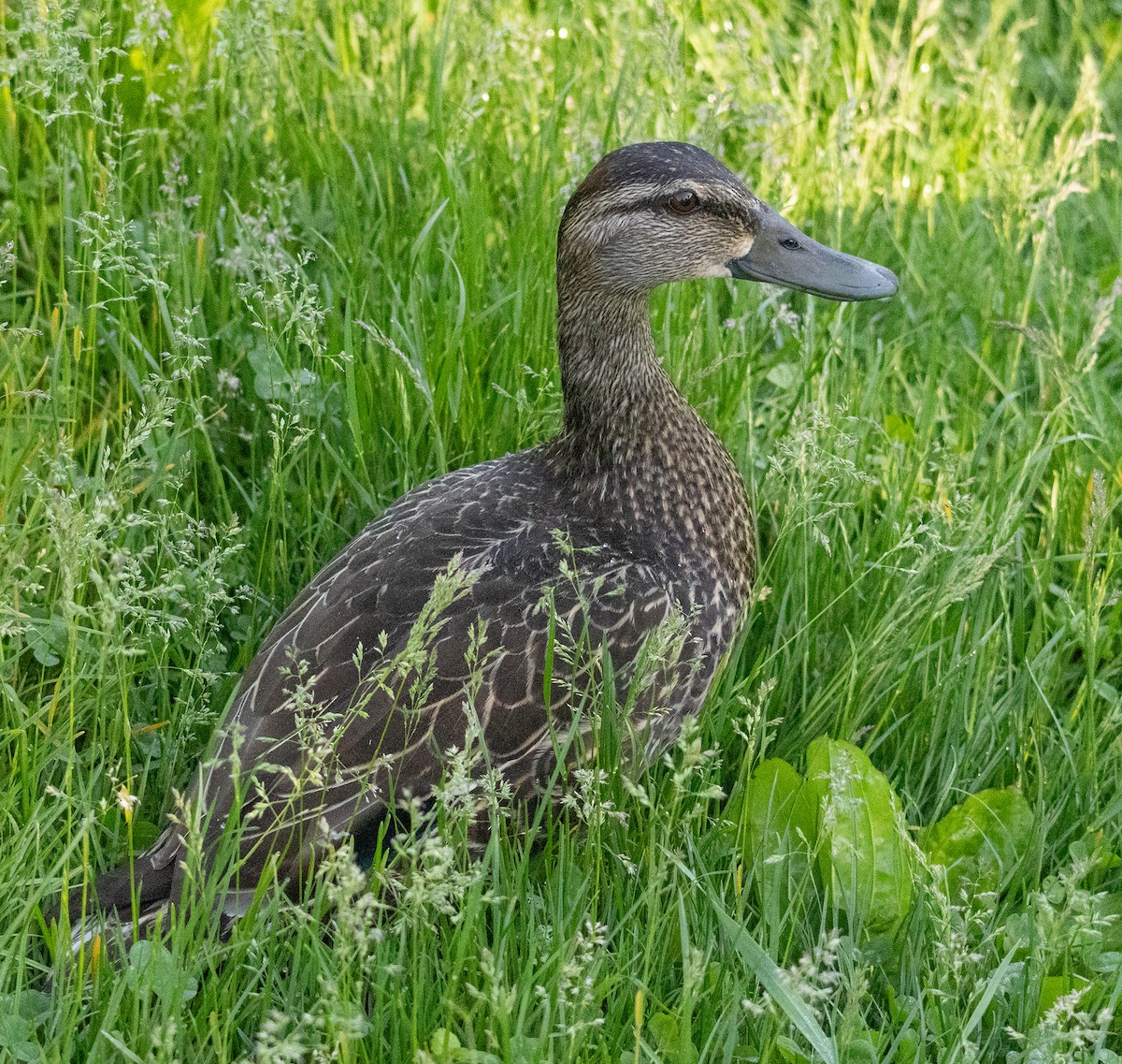 American Black Duck - MCHL ____