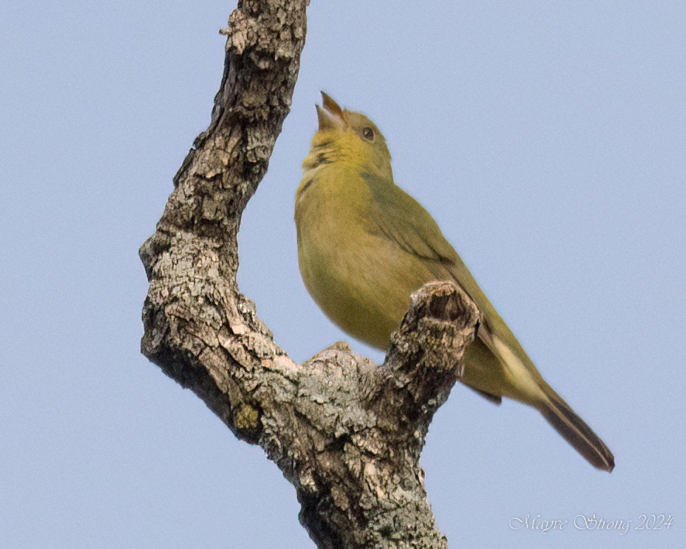 Painted Bunting - ML619458061