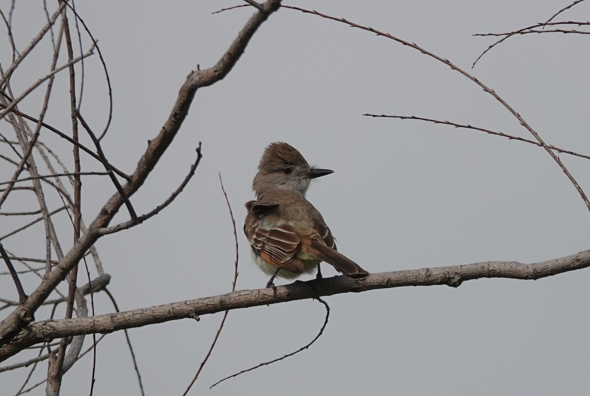 Ash-throated Flycatcher - ML619458064